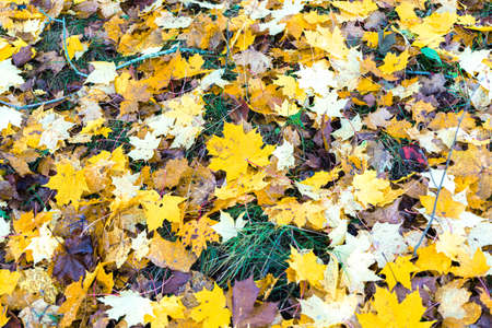 Fallen leaves on the grass. Autumn concept. Natural background. High quality photo