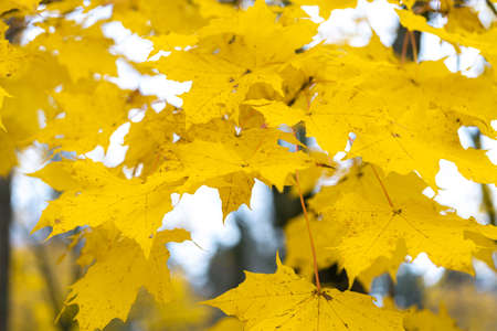 Yellow, bright leaves on a tree, close-up. Autumn background. High quality photoの写真素材