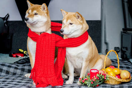 Two red dogs, Japanese Laika, Siba-inu breed, are wearing a red scarf, a symbol of Christmas.の写真素材