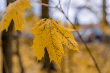 The last, yellow maple leaves on the tree. Concept, autumn is leaving. High quality photo