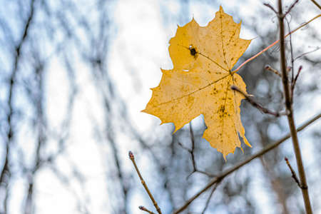 The last, yellow maple leaves on the tree. Concept, autumn is leaving. High quality photo