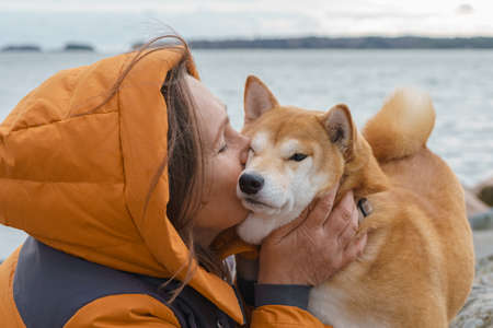 Two red dogs, Japanese Laika, Siba-inu breed, are wearing a red scarf, a symbol of Christmas. Concept meeting New Year and friendship. High quality photoの写真素材