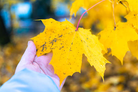 Yellow Maple leaf in hand. Autumn time concept. High quality photoの写真素材