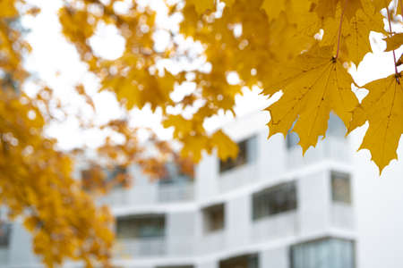 Yellow maple foliage on the background of a residential building, there is a place for text. High quality photoの写真素材