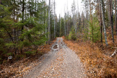 An old road in puddles in a fir forest. High quality photo
