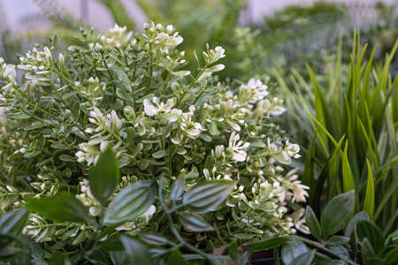 artificial, decorative, green grass for interior decoration. High quality photoの写真素材