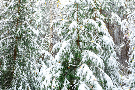 Green fir trees are covered with snow. Forest, winter landscape. Finland. High quality photo