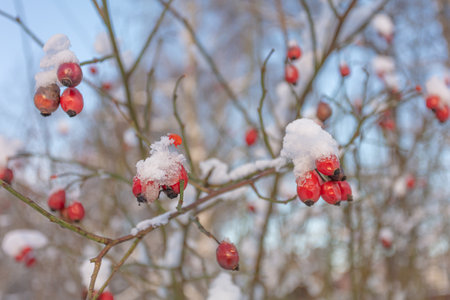 Red rose hips on a branch under the snow. Natural winter background. Frosty winter concept, natural vitamins. High quality photoの写真素材