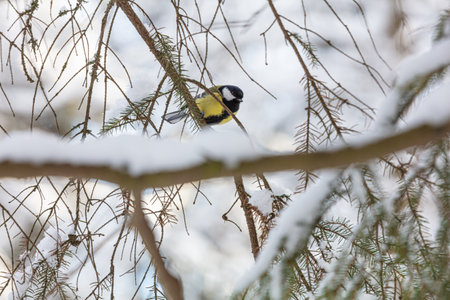 Titmouse bird on a branch.Winter background. High quality photoの写真素材
