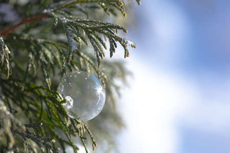 soap bubbles frozen on the tree. High quality photo