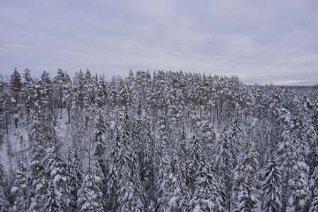 Endless winter, snowy forest. Photo from the drone. Scandinavian nature, Finland. Nuxio, cloudy day,...