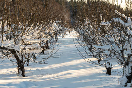 Apple orchard in winter. Apple trees under the snow. High quality photoの写真素材