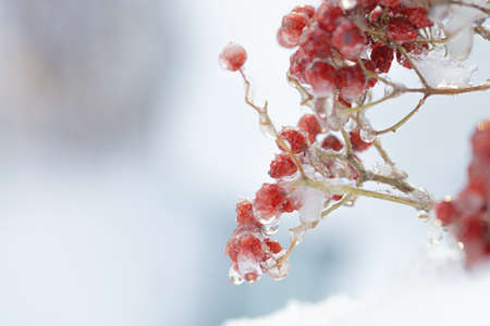 Red rowan in ice, against a background of snow. ... Cold, severe frost concept. High quality photoの写真素材
