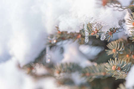 Icicles hanging from a branch of an evergreen tree. Winter nature background. High quality photoの写真素材