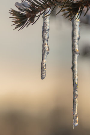 Icicles hanging from a branch of an evergreen tree. Winter nature background. High quality photoの写真素材