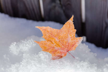 Autumn leaf, maple in other. High quality photo