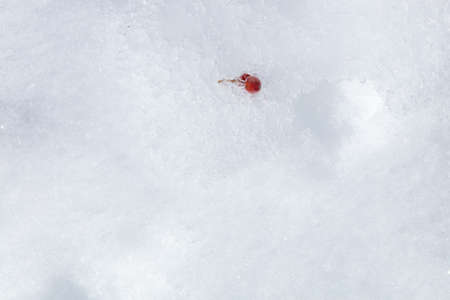 Red rowan berry in the snow. There is a place for text minimalism. High quality photoの写真素材