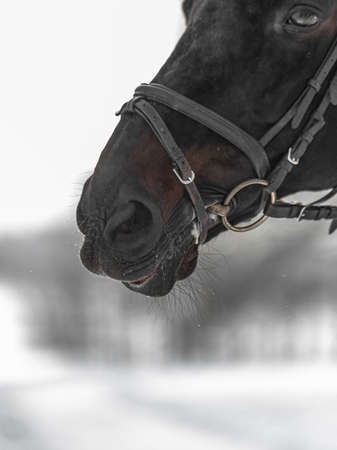 Horse muzzle, close-up, against a background of white snow. High quality photoの写真素材