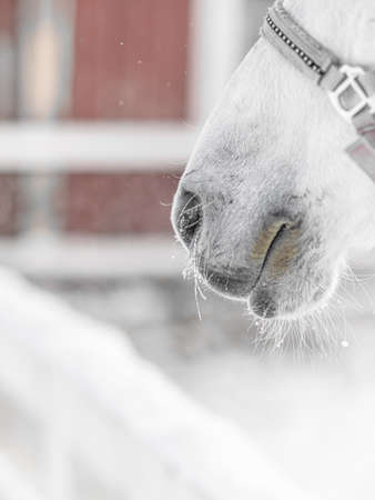 frost on the nose of a horse, close-up, horse in the paddock in winter. High quality photoの写真素材
