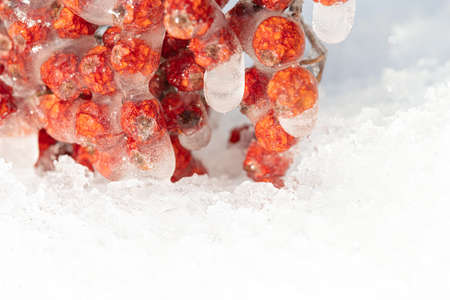 Red rowan in ice, against a background of snow. Macro chill, severe frost concept. High quality photoの写真素材
