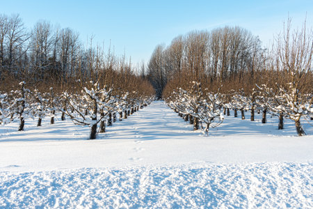 Apple orchard in winter. Apple trees under the snow. High quality photoの写真素材