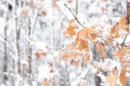 The oak tree in winter snowy forest. White crystals of hoar frost on a branches and leaves. High quality photoの写真素材
