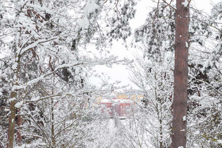 Winter forest, landscape. Trees in the snow. Snowy winter. High quality photoの写真素材