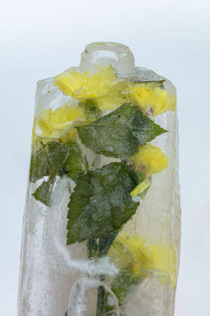 Frozen fresh flowers, air bubbles in an ice cube. Flower in ice. High quality photoの写真素材