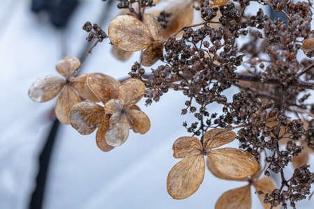 Icy dry flowers and seeds on branches, after freezing rain. High quality photo