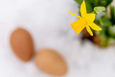 Decorative eggs and yellow daffodils in a pot on a background of snow. Spring, Easter concept. There...