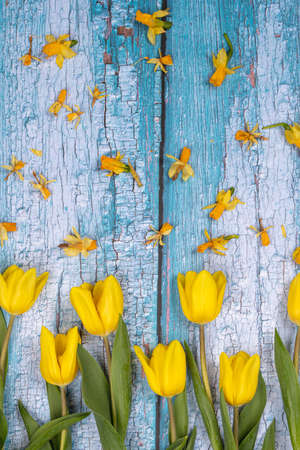 Spring arrangement of yellow tulip flowers on a blue background. Congratulations on Easter. ERの写真素材
