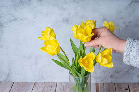 Yellow tulips and female hand, cropped photo on gray background, close-up Congratulation concept, spring background. ERの写真素材