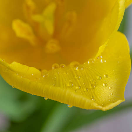 Yellow tulip and dew drops, close-up, macro. Natural background ERの写真素材