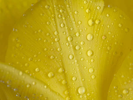 Yellow tulip and dew drops, close-up, macro. Natural background ERの写真素材