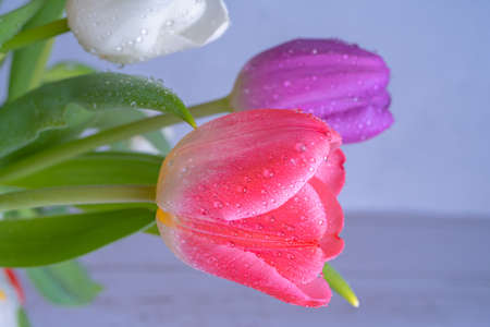 Tulips close-up. Various colors. Postcard, there is a place for text. Background, texture. Spring and beauty, congratulations ERの写真素材