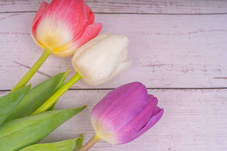 Bouquet of flowers. Tulips close-up. Various colors. Postcard, there is a place for text. Background, texture. Spring and beauty, congratulationsの写真素材
