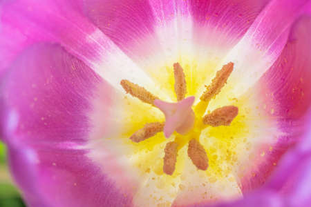 Blooming tulips, chicken from chocolate, Easter eggs, on the background of the window Concept of congratulations on Easter, Happy Easter.の写真素材