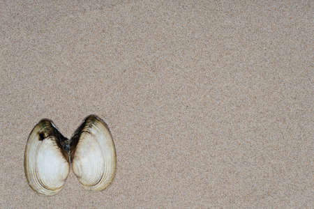 Seashells on the sand, view from the top, there is room for text. Summer vacation concept by the sea