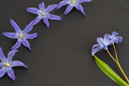 Snowdrops, small blue, spring flowers, on a black background, there is a place for text. Spring conceptの写真素材