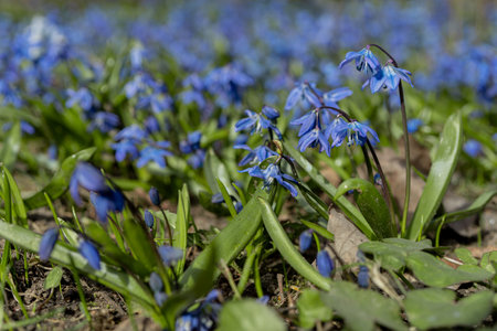 Spring flowers, blue snowdrops. A beautiful lawn. Scandinavian nature.Concept, spring background,...