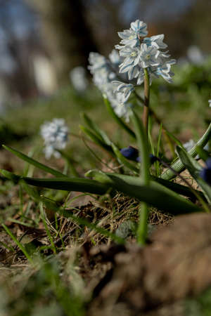 Small, spring flowers ,. Close-up. Nature North Scandinavia Concept Spring Background April March Place Textの写真素材