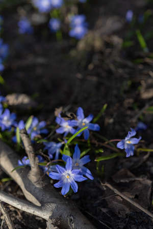 Spring flowers, blue snowdrops. Close-up. Nature North Scandinavia Concept Spring Background April March Place Textの写真素材