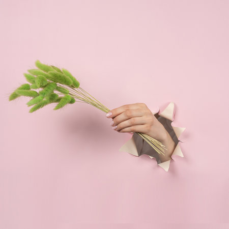 Hand holding a green twig through a torn hole on a pink paper background. The concept of spring, summer, there is a place for textの写真素材