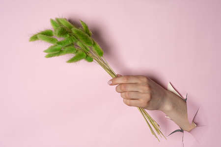 Hand holding a green twig through a torn hole on a pink paper background. The concept of spring,...
