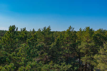 Pine forest, Green, forest area on the coast of the Gulf of Finland, Summer day, view from a drone at the mouth of the Narva in the Baltic States, Estonia, narva jÃµesuu,の写真素材
