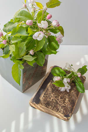 Very old book and a branch of a blossoming apple tree in a vase on a white background.Concept, vintage, memoryの写真素材