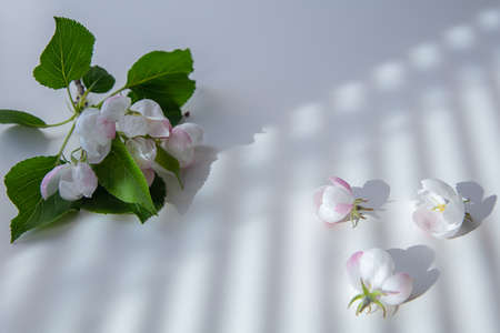 apple-tree flowers on a white background. Openwork shade from the sun. Concept, summer, bloomの写真素材