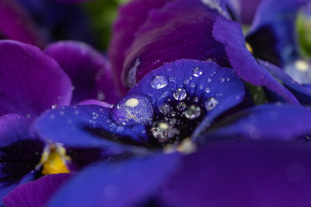 Drops after rain on violet leaves. Close-upの写真素材