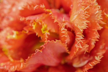 Petals of red terry tulip, close-up. Natural backgroundの写真素材