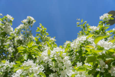 Branches of a blossoming apple tree on a background of blue sky.Natural background, there is a place for text.の写真素材